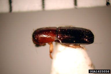 ambrosia beetle, Xyleborus pumilus  (Coleoptera: Curculionidae) - 1625056
