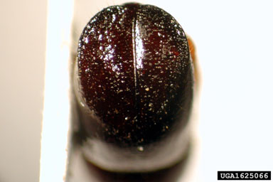ambrosia beetle, Xyleborus perplexus  (Coleoptera: Curculionidae) - 1625066