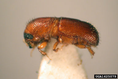 bark beetle, Cyrtogenius brevior  (Coleoptera: Curculionidae) - 1625079