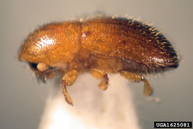ambrosia beetle, Euwallacea piceus  (Coleoptera: Curculionidae) - 1625081