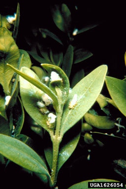 boxwood psyllid, Cacopsylla buxi  (Hemiptera: Psyllidae) - 1626054