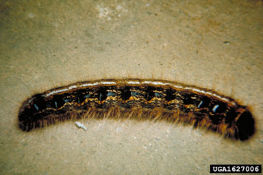 eastern tent caterpillar, Malacosoma americanum  (Lepidoptera: Lasiocampidae) - 1627006