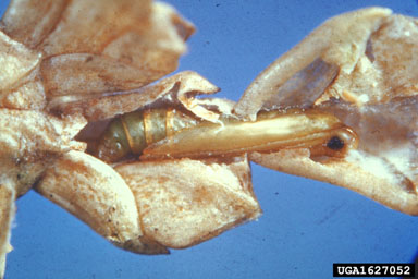 arborvitae leafminer, Argyresthia thuiella  (Lepidoptera: Yponomeutidae) - 1627052