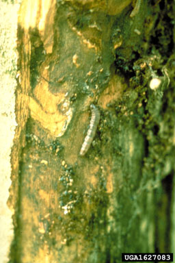 American plum borer, Euzophera semifuneralis  (Lepidoptera: Pyralidae) - 1627083