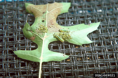 oak sawfly, Caliroa petiolata  (Hymenoptera: Tenthredinidae) - 1669021