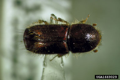 European spruce bark beetle, Ips typographus  (Coleoptera: Curculionidae) - 1669029
