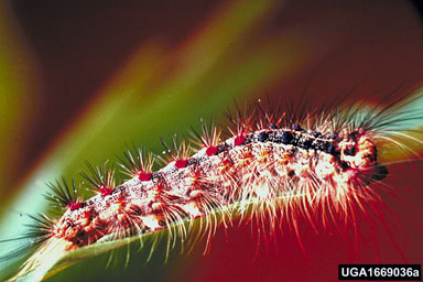 gypsy moth, Lymantria dispar  (Lepidoptera: Lymantriidae) - 1669036