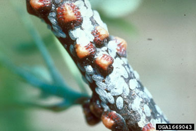 tuliptree scale, Toumeyella liriodendri  (Hemiptera: Coccidae) - 1669043