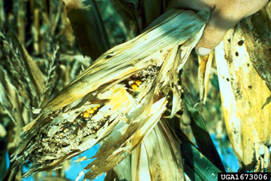 fall armyworm (Spodoptera frugiperda ) on corn (Zea mays ) - 1673006