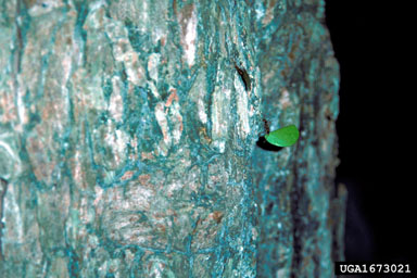 leafcutting ant(s), Atta spp.  (Hymenoptera: Formicidae) - 1673021