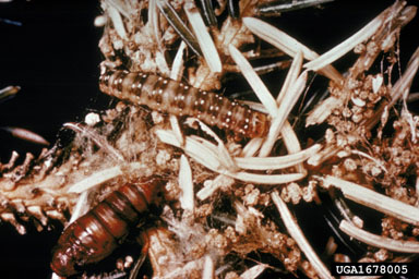 western spruce budworm, Choristoneura freemani  (Lepidoptera: Tortricidae) - 1678005