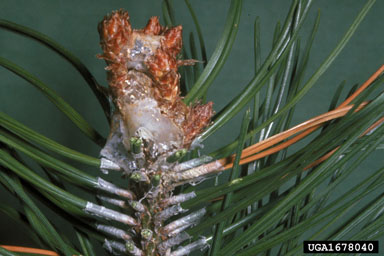 European pine shoot moth, Rhyacionia buoliana  (Lepidoptera: Tortricidae) - 1678040