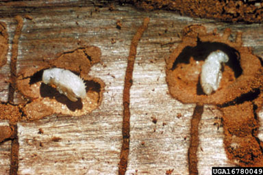 mountain pine beetle, Dendroctonus ponderosae  (Coleoptera: Curculionidae) - 1678049