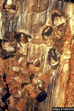 mountain pine beetle, Dendroctonus ponderosae  (Coleoptera: Curculionidae) - 1678050