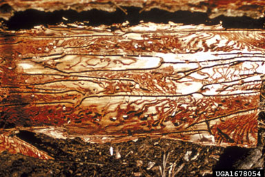 pine engraver, Ips pini  (Coleoptera: Curculionidae) - 1678054