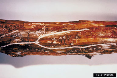 pine engraver, Ips pini  (Coleoptera: Curculionidae) - 1678055