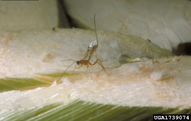 Braconid wasp, Macrocentrus grandii  (Hymenoptera: Braconidae) - 1739074