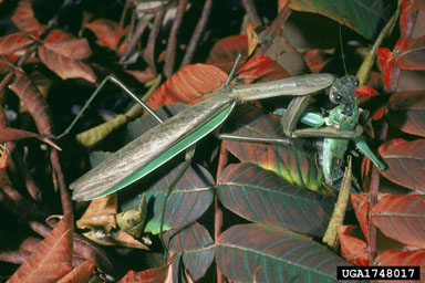 Chinese mantid, Tenodera aridifolia sinensis (Mantodea: Mantidae) - 1748017
