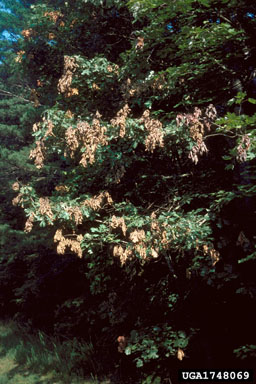 cicadas,    (Hemiptera: Cicadidae) - 1748069