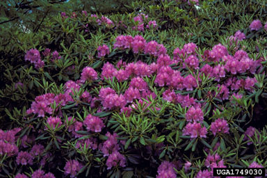 rhododendrons and azaleas, Rhododendron spp.  (Ericales: Ericaceae) - 1749030