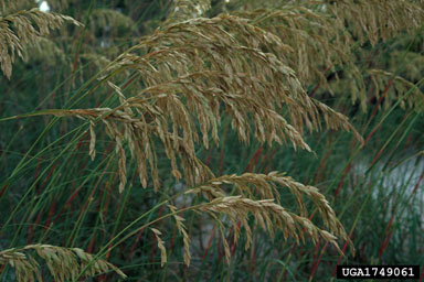 seaoats, Uniola paniculata  (Cyperales: Poaceae) - 1749061