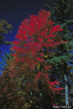 red maple, Acer rubrum  (Sapindales: Aceraceae) - 1749062