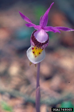 orchids,    (Orchidales: Orchidaceae) - 1749065