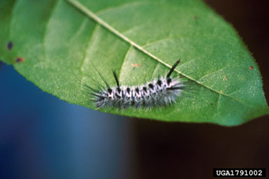 hickory tussock moth, Lophocampa caryae  (Lepidoptera: Arctiidae) - 1791002
