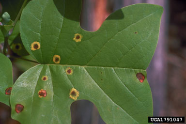 tuliptree leaf spot gall midge, Resseliella liriodendri  (Diptera: Cecidomyiidae) - 1791047