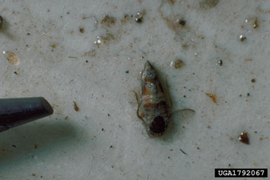 Nantucket pine tip moth, Rhyacionia frustrana  (Lepidoptera: Tortricidae) - 1792067
