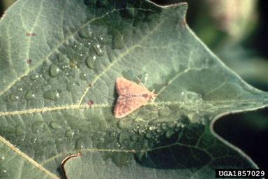 European corn borer (Ostrinia nubilalis ) on cotton (Gossypium hirsutum ) - 1857029