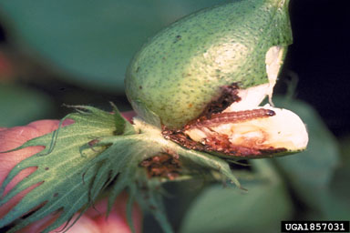 European corn borer (Ostrinia nubilalis ) on cotton (Gossypium hirsutum ) - 1857031