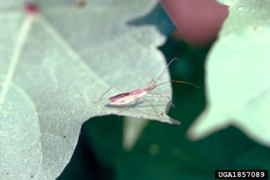 damsel bugs (Nabis spp. ) on cotton (Gossypium hirsutum ) - 1857089