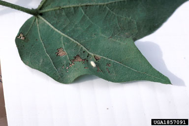 Braconid wasps (  ) on cotton (Gossypium hirsutum ) - 1857091