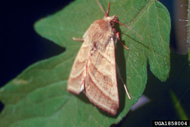 tobacco budworm, Heliothis virescens  (Lepidoptera: Noctuidae) - 1858004