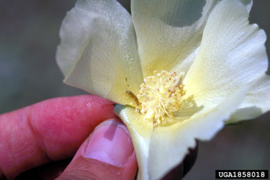 bollworm (Helicoverpa zea ) on cotton (Gossypium hirsutum ) - 1858018