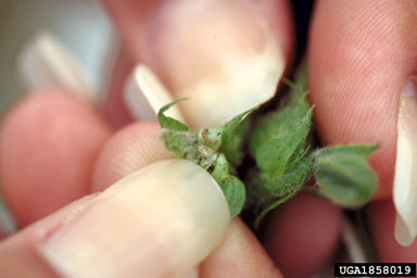 bollworm (Helicoverpa zea ) on cotton (Gossypium hirsutum ) - 1858019