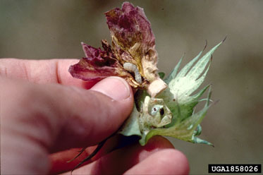 bollworm (Helicoverpa zea ) on cotton (Gossypium hirsutum ) - 1858026
