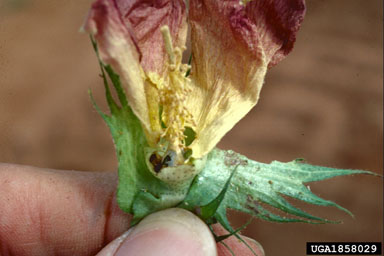 bollworm (Helicoverpa zea ) on cotton (Gossypium hirsutum ) - 1858029