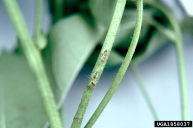 tarnished plant bug (Lygus lineolaris ) on cotton (Gossypium hirsutum ) - 1858037