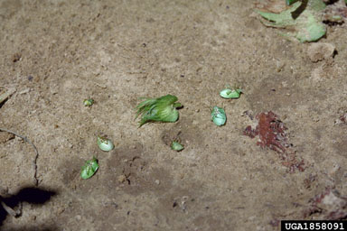 southern green stink bug (Nezara viridula ) on cotton (Gossypium hirsutum ) - 1858091