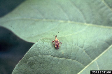 clouded plant bug (Neurocolpus nubilus ) on cotton (Gossypium hirsutum ) - 1858100