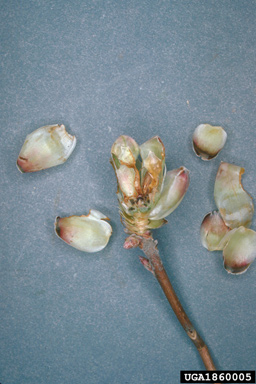 variegated cutworm (Peridroma saucia ) on rhododendrons and azaleas (Rhododendron spp. ) - 1860005