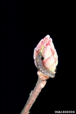 variegated cutworm (Peridroma saucia ) on mountain azalea (Rhododendron canescens ) - 1860006