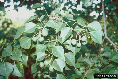 Chinese tallowtree, Triadica sebifera  (Euphorbiales: Euphorbiaceae) - 1879005