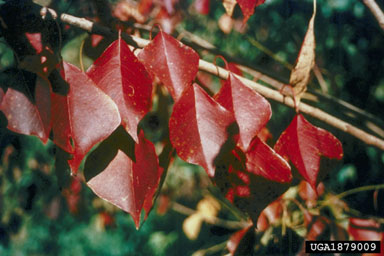 Chinese tallowtree, Triadica sebifera  (Euphorbiales: Euphorbiaceae) - 1879009