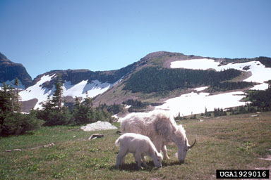 mountain goat, Oreamnos americanus  (Artiodactyla: Bovidae) - 1929016