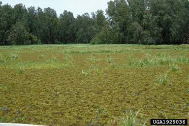 giant salvinia, Salvinia molesta  (Hydropteridales: Salviniaceae) - 1929036