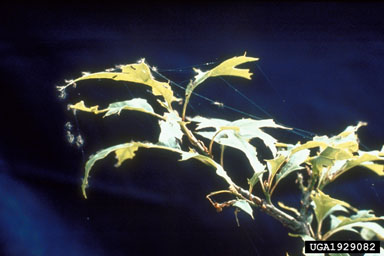 gypsy moth, Lymantria dispar  (Lepidoptera: Lymantriidae) - 1929082