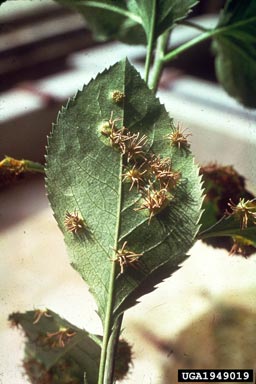 Japanese pear rust (Gymnosporangium asiaticum ) on common pear (Pyrus communis ) - 1949019